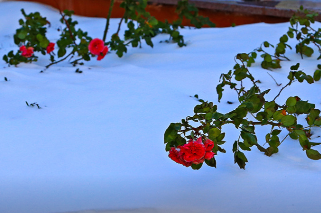 Зимовий вечір на Французькому бульварі: троянди в снігу і Снігова королева (фоторепортаж)