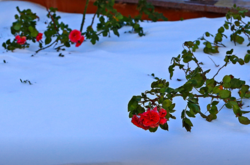Зимовий вечір на Французькому бульварі: троянди в снігу і Снігова королева (фоторепортаж)