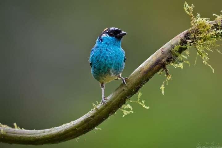 Красиві пташки на знімках талановитого фотографа з Колумбії