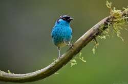 Красиві пташки на знімках талановитого фотографа з Колумбії