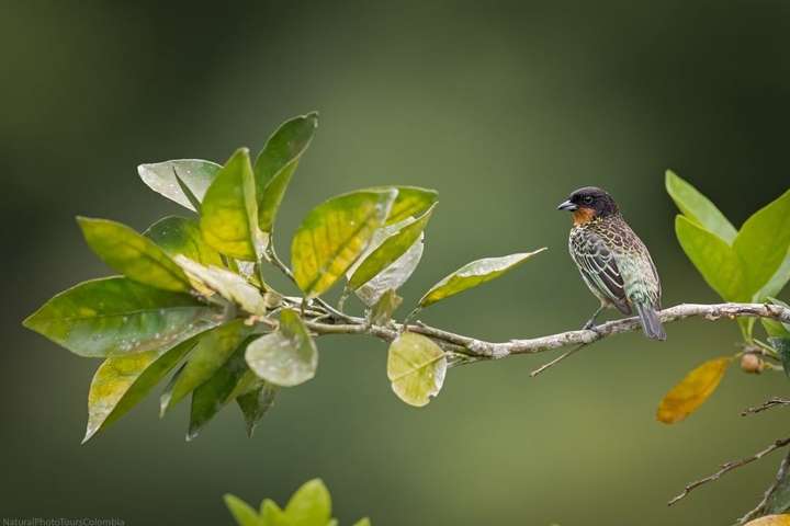 Красивые птицы на снимках талантливого фотографа из Колумбии
