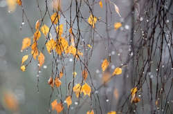 Погода у Києві в листопаді побила столітній рекорд