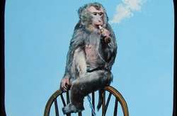 Невероятные цветные фото первых животных, содержащихся в лондонском зоопарке