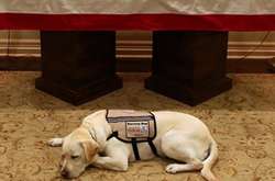 Появилось трогательное фото с собакой Джорджа Буша-старшего, охраняющей его гроб