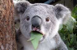 Самый кассовый украинский фильм покажут в кинотеатрах Австралии