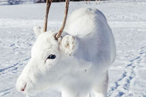 Унікальний білий олень потрапив на фото в Норвегії