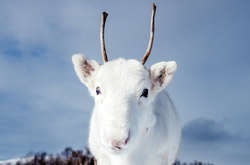 Удивительная Норвегия: Фотограф случайно заснял уникального белого оленя