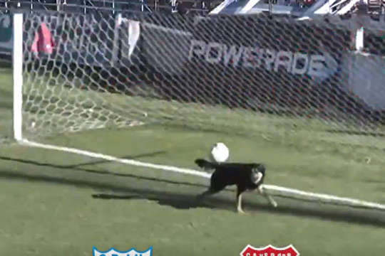 Собака врятував ворота аргентинської команди після помилки голкіпера (відео)