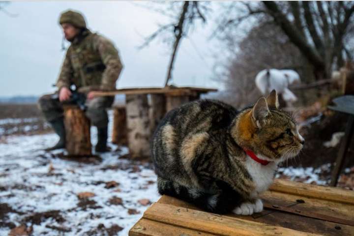 Спецпредставник ОБСЄ: на Донбасі можуть оголосити «новорічне» перемир'я