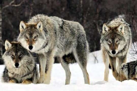 На Вінниччині людей тероризує зграя вовків (фото)