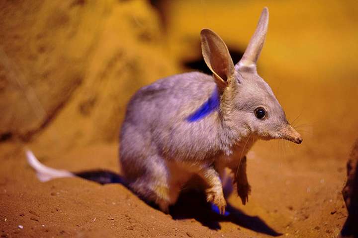 В Австралії зоологи випустили на волю рідкісних кролів
