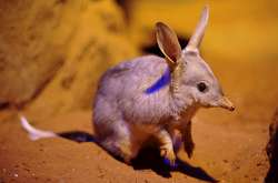 В Австралії зоологи випустили на волю рідкісних кролів