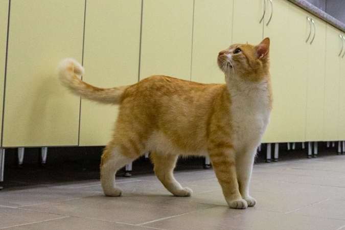 Порошенко впервые опубликовал фото кота