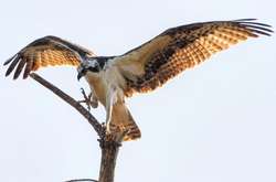 Невероятной красоты фото птиц, сделанные талантливым пожарным из США