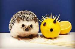 Фото улыбающегося ежа из Львова покоряет Instagram