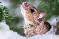 Дикая природа Финляндии: невероятные портреты животных