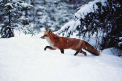На Одещині здійснюють імунізацію диких тварин проти сказу