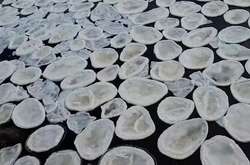 Дивовижне явище: «крижані млинці» в шотландській річці