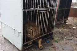 Сьогодні представники комісії оглянули тварин та умови їх утримання в приватному зоопарку. Власника звіринця  було притягнуто до адміністративної відповідальності