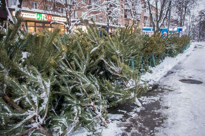 В Украине создали мобильное приложение для проверки новогодних елок