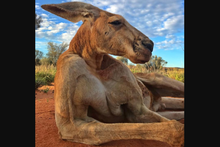 В Австралии умер легендарный кенгуру-великан