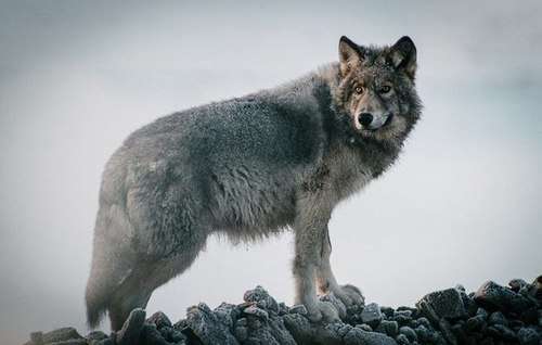 Зграя вовків продовжує тероризувати населені пункти на Вінниччині