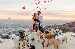 Эпическое предложение руки и сердца, свидетелем которого стали 16 собак