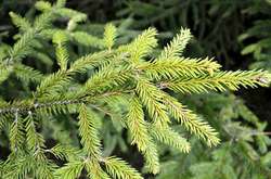 Хвойні дерева обробляють репелентами