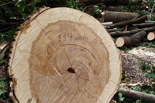 Волинського екс-прикордонника, який брав хабарі за вирубку лісу, оштрафували на 25,5 тис.