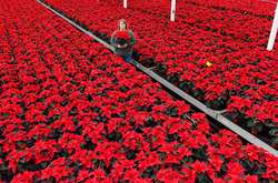 Неповторимый оттенок красного цвета. Как выглядят любимые рождественские цветы британцев