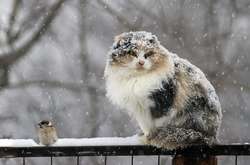 У столиці в п'ятницю також буде сніжно