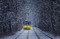 Дерево заблокувало рух трамваїв у Пущі-Водиці