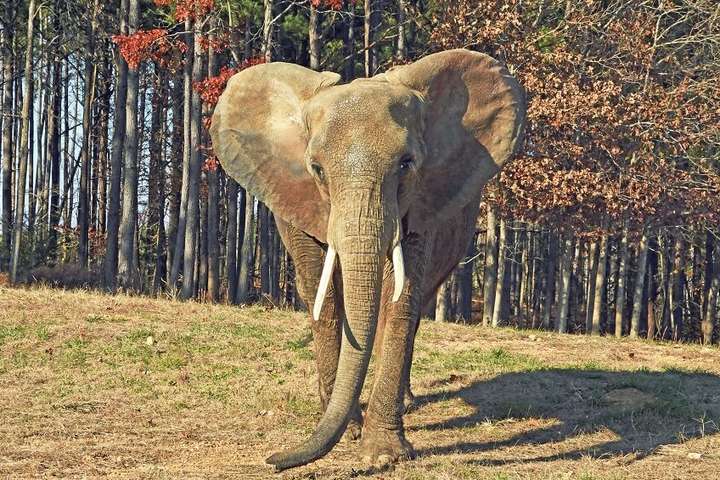 У штаті Нью-Джерсі заборонили використовувати диких тварин у цирку