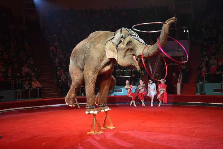 В одном из штатов США запретили цирковые представления с дикими животными