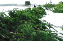 Эколог рассказал, сколько в Украине продается браконьерских елок