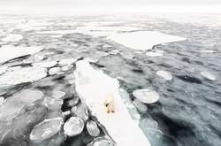 Неймовірна біла краса. Арктична дика природа на знімках фотографа з Норвегії