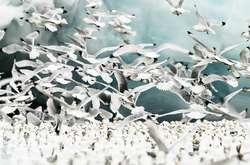 Невероятная белая красота. Арктическая дикая природа на снимках фотографа из Норвегии