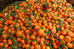 В Україні подешевшали мандарини