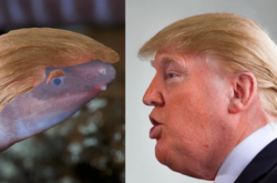 На честь Трампа названо новий вид амфібій