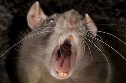 Хворого на сказ щура жителька Києва забрала до себе додому