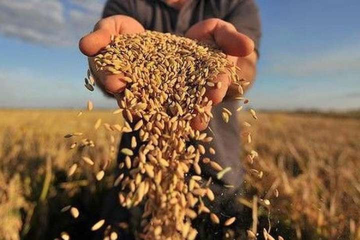Україна цього року зібрала рекордний урожай зернових