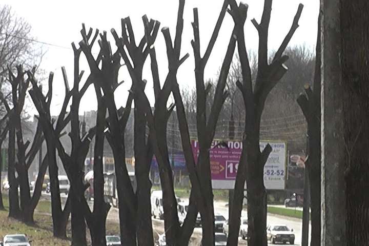 У Києві введено мораторій на обрізку дерев
