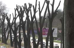 Встановлено мораторій на обрізку усіх дерев, окрім аварійних