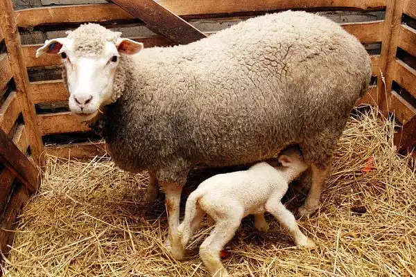 Врятовані восени на Одещині вівці народили ягнят 