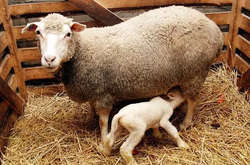 Врятовані восени на Одещині вівці народили ягнят 