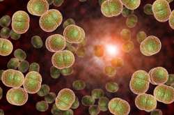 Менінгококцемія є генералізованою формою менінгококової інфекції