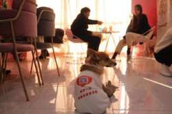 В китайском кафе официантами работают корги