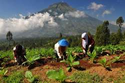  Під пологом тропічних джунглів на великій гряді пагорбів розташований, на думку вчених, гігантський за розмірами храмовий комплекс 