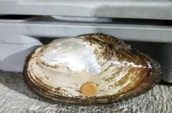 На Херсонщині готуються збирати врожаї перлів