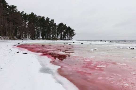 В Естонії вода на пляжі Фінської затоки стала криваво-червоною